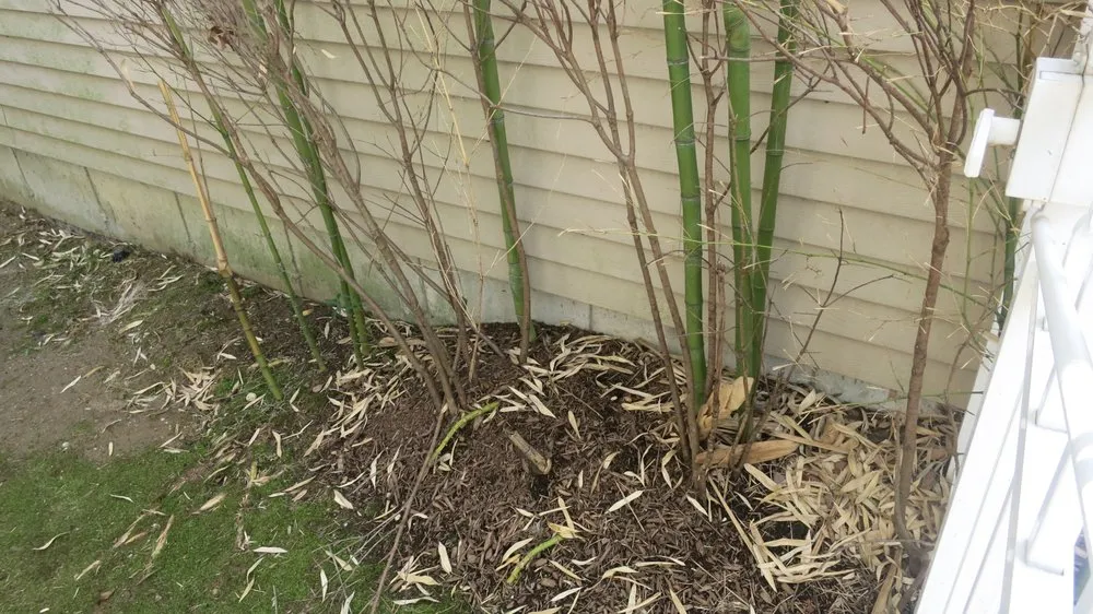 Top-rated landscape installation experts serving Greenlawn, NY - Bamboo Removal