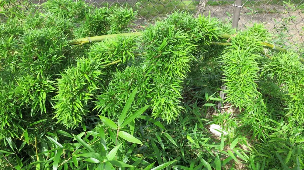 Professional garden landscaping in Greenlawn, NY by Bamboo Removal