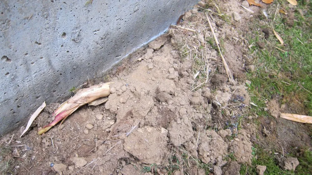 Trusted landscaping services for residential properties across Greenlawn, NY - Bamboo Removal