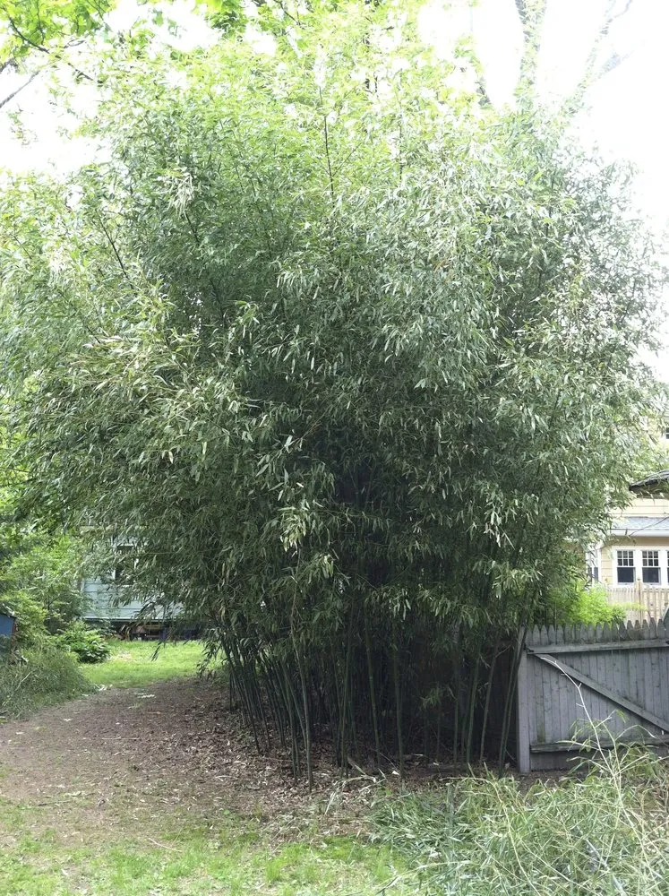 Affordable lawn care service for outdoor upgrades across Greenlawn, NY - Bamboo Removal