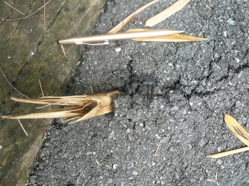 Reliable lawn care service experts serving Greenlawn, NY - Bamboo Removal