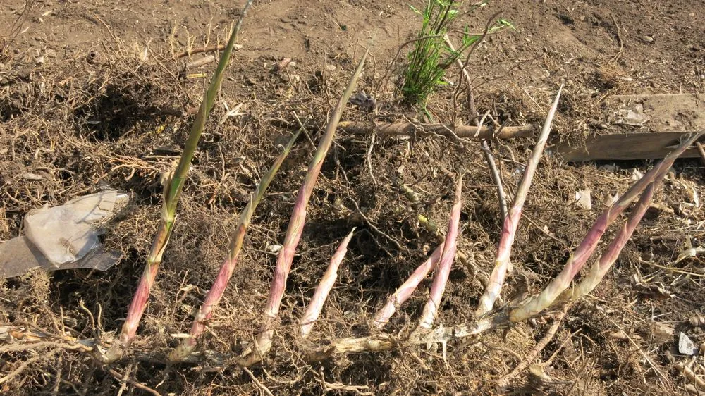 Top-rated landscape installation experts serving Greenlawn, NY - Bamboo Removal