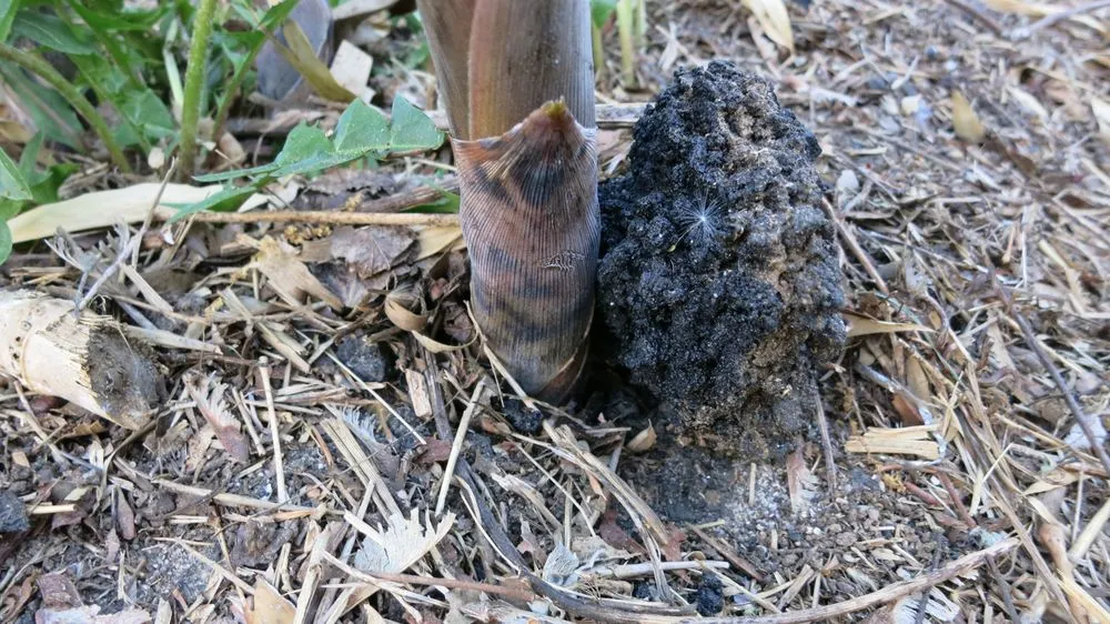 Reliable yard cleanup service with custom design across Greenlawn, NY - Bamboo Removal