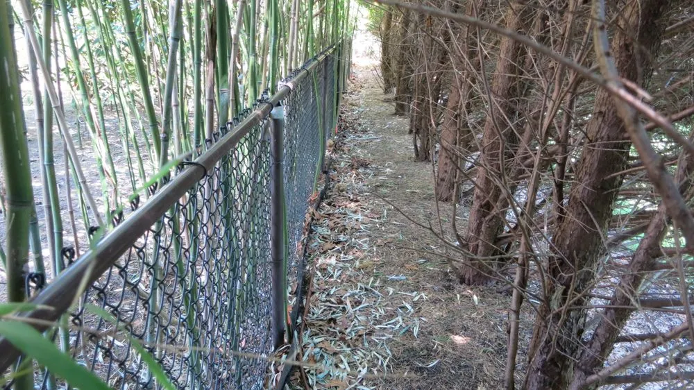 Custom landscaping services in Greenlawn, NY by Bamboo Removal