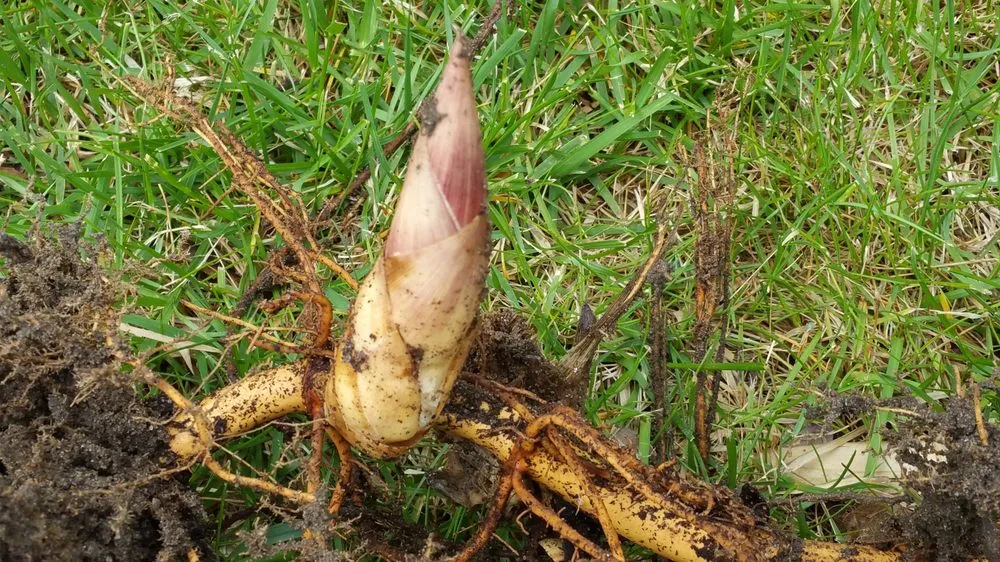 Reliable landscape installation experts serving Greenlawn, NY - Bamboo Removal