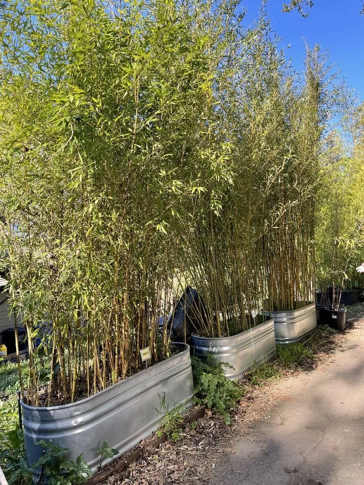 Local outdoor landscaping in Sebastopol, CA - Bamboo Sourcery Nursery & Gardens