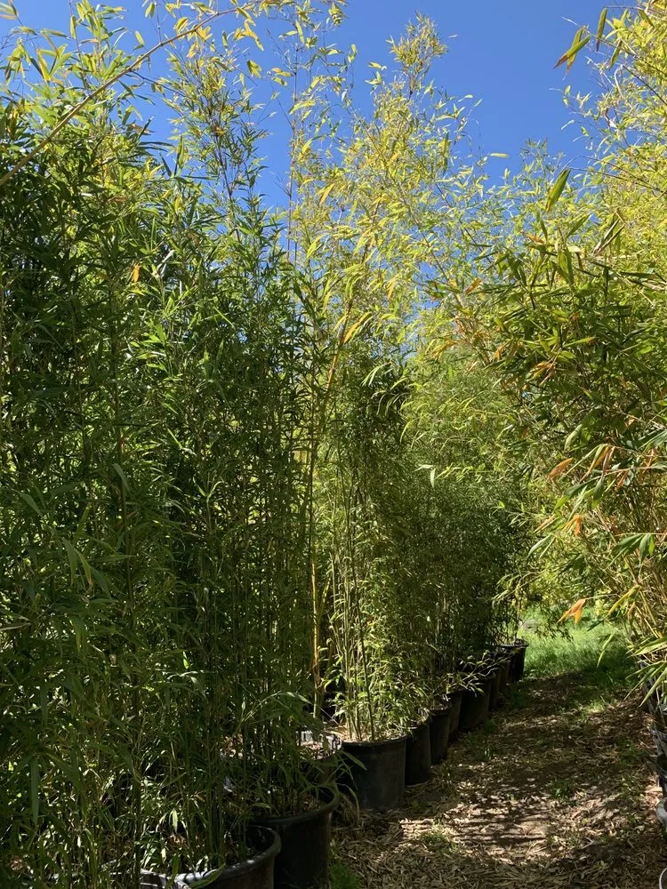 Affordable outdoor landscaping experts serving Sebastopol, CA - Bamboo Sourcery Nursery & Gardens