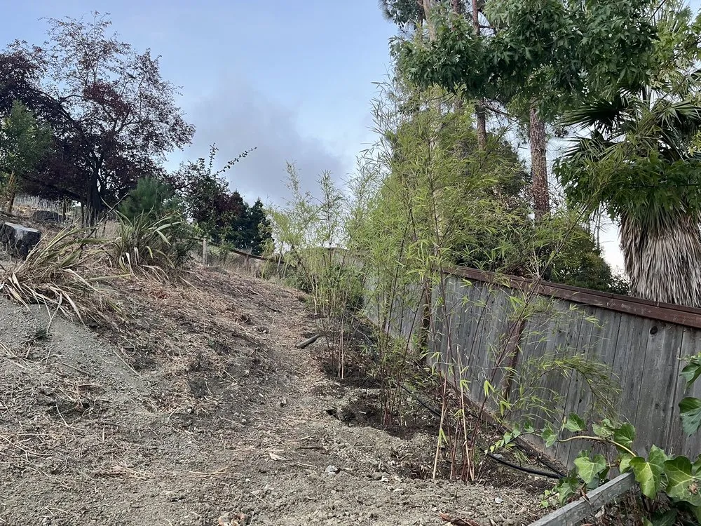 Expert yard cleanup service in Sebastopol, CA by Bamboo Sourcery Nursery & Gardens