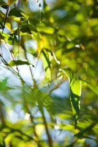 Affordable landscaping services in Sebastopol, CA - Bamboo Sourcery Nursery & Gardens