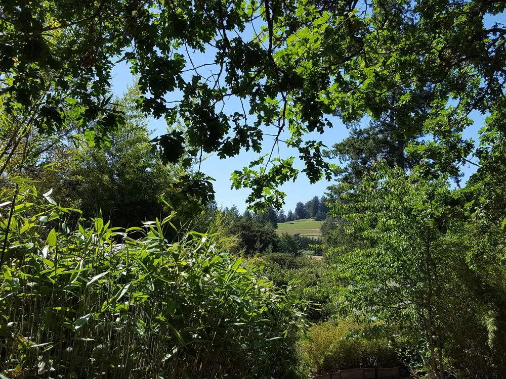 Custom lawn care service near you across Sebastopol, CA - Bamboo Sourcery Nursery & Gardens