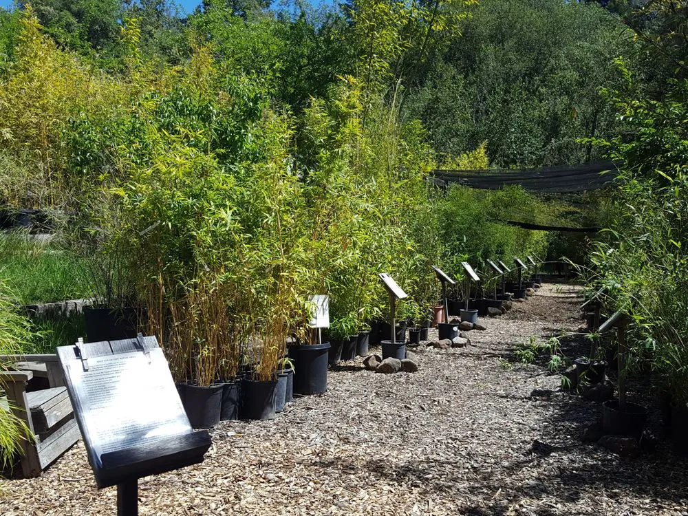 Reliable landscape design experts serving Sebastopol, CA - Bamboo Sourcery Nursery & Gardens