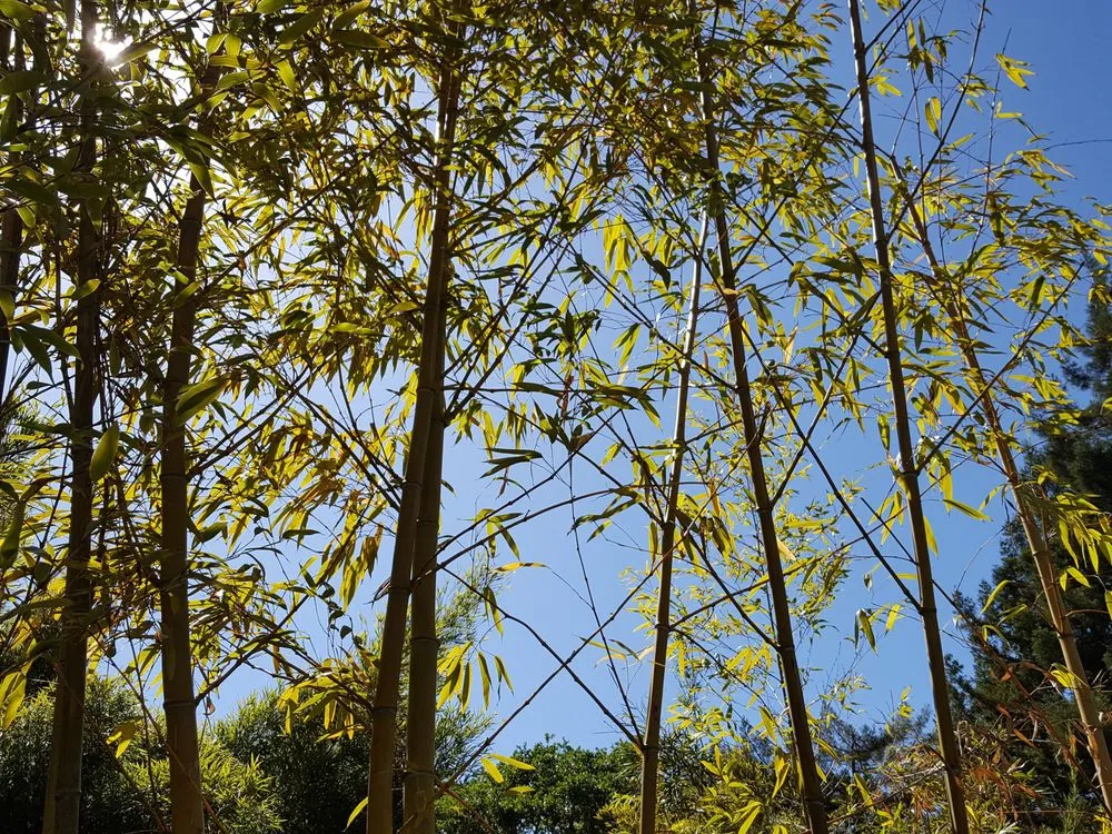 Top-rated landscape installation experts serving Sebastopol, CA - Bamboo Sourcery Nursery & Gardens