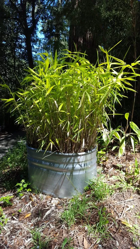 Expert landscaping services for homes across Sebastopol, CA - Bamboo Sourcery Nursery & Gardens