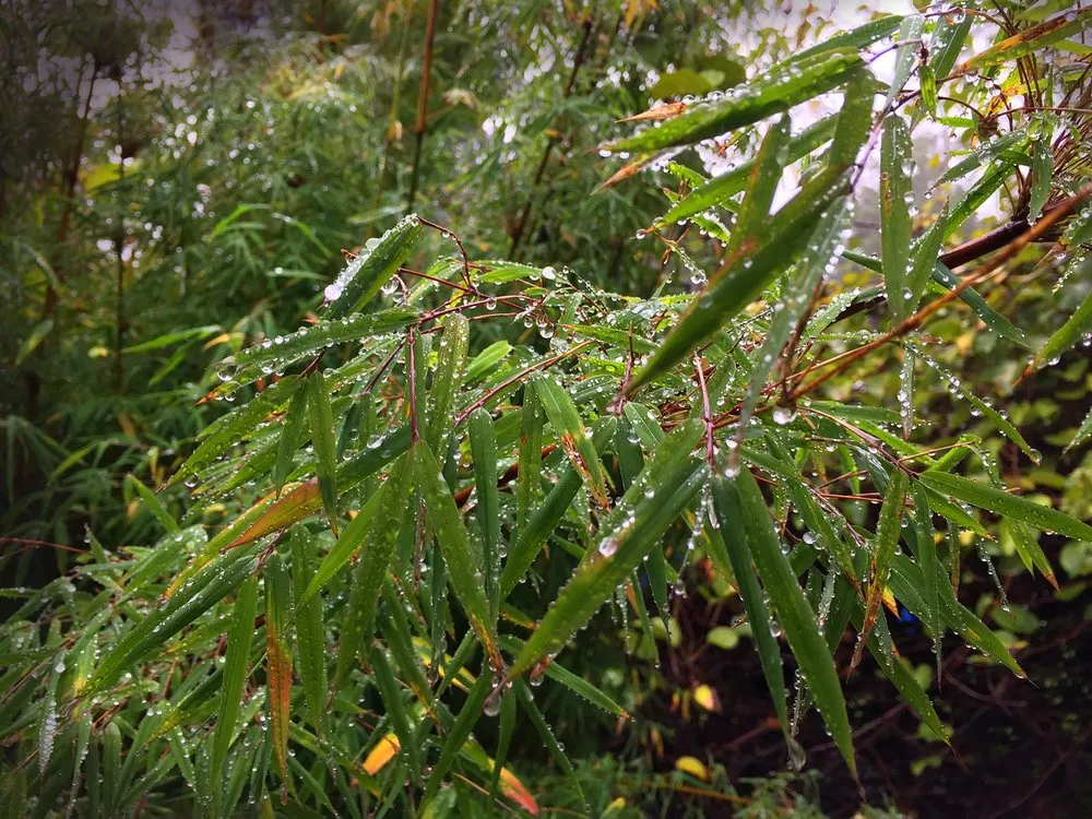 Expert yard cleanup service experts serving Sebastopol, CA - Bamboo Sourcery Nursery & Gardens