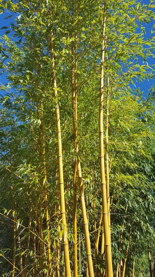 Local landscape installation experts serving Sebastopol, CA - Bamboo Sourcery Nursery & Gardens