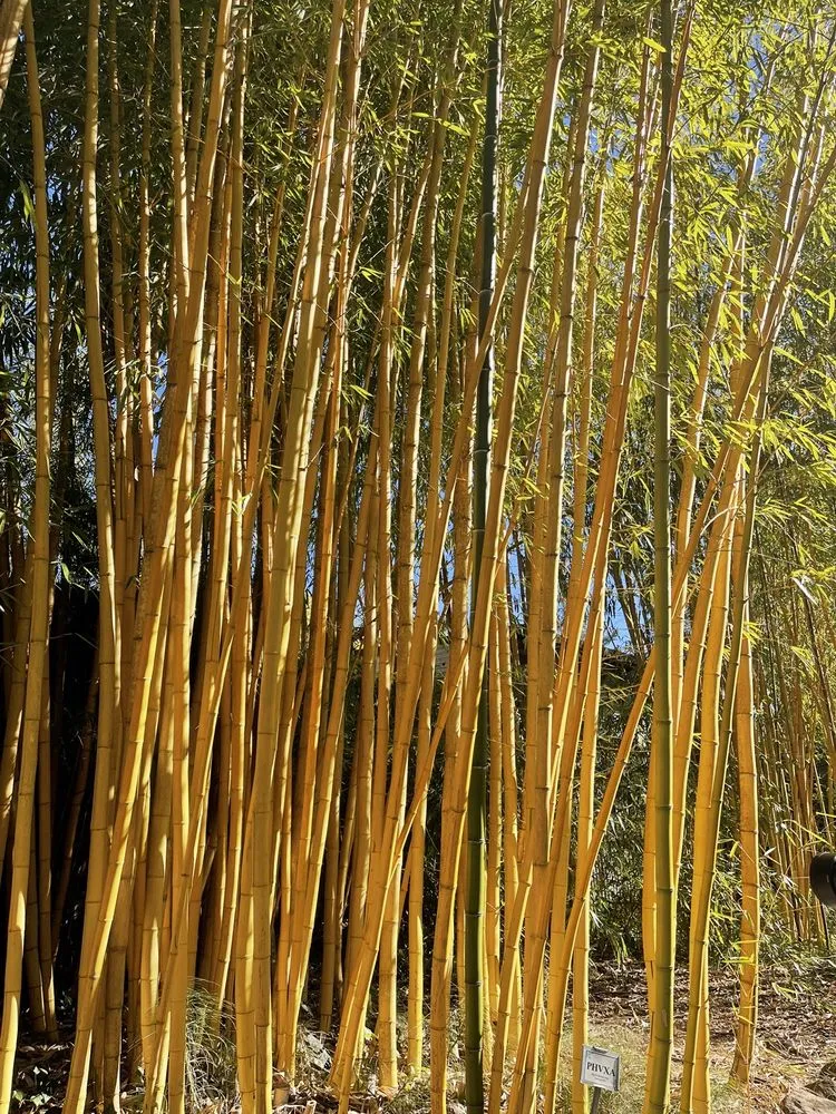 Expert outdoor landscaping in Sebastopol, CA by Bamboo Sourcery Nursery & Gardens