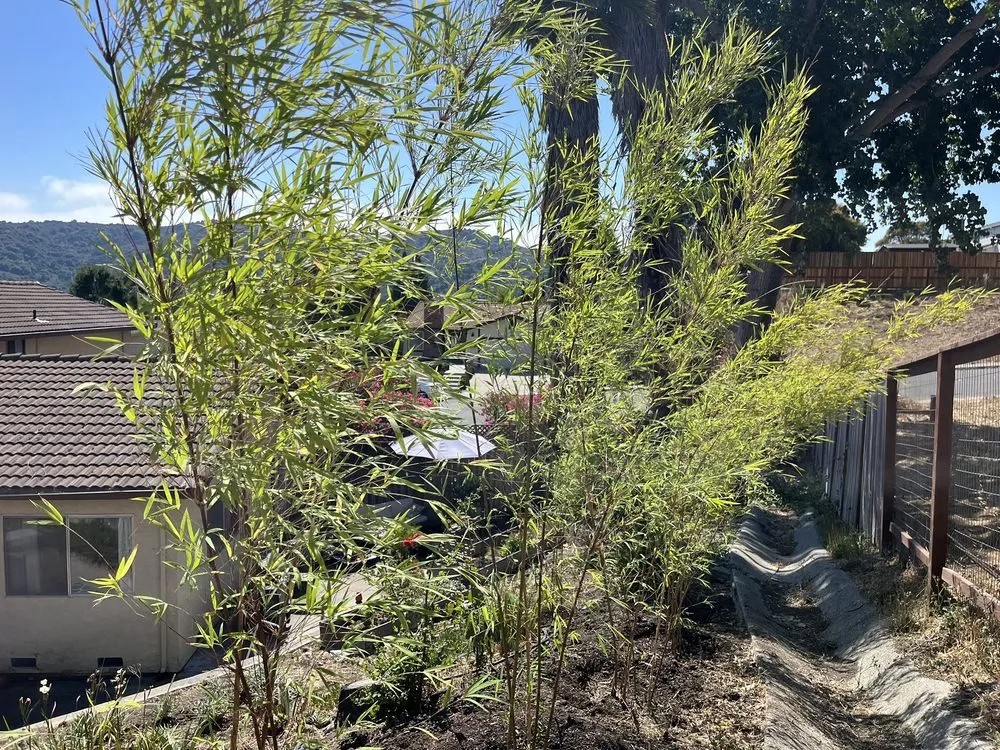 Trusted yard maintenance in Sebastopol, CA - Bamboo Sourcery Nursery & Gardens