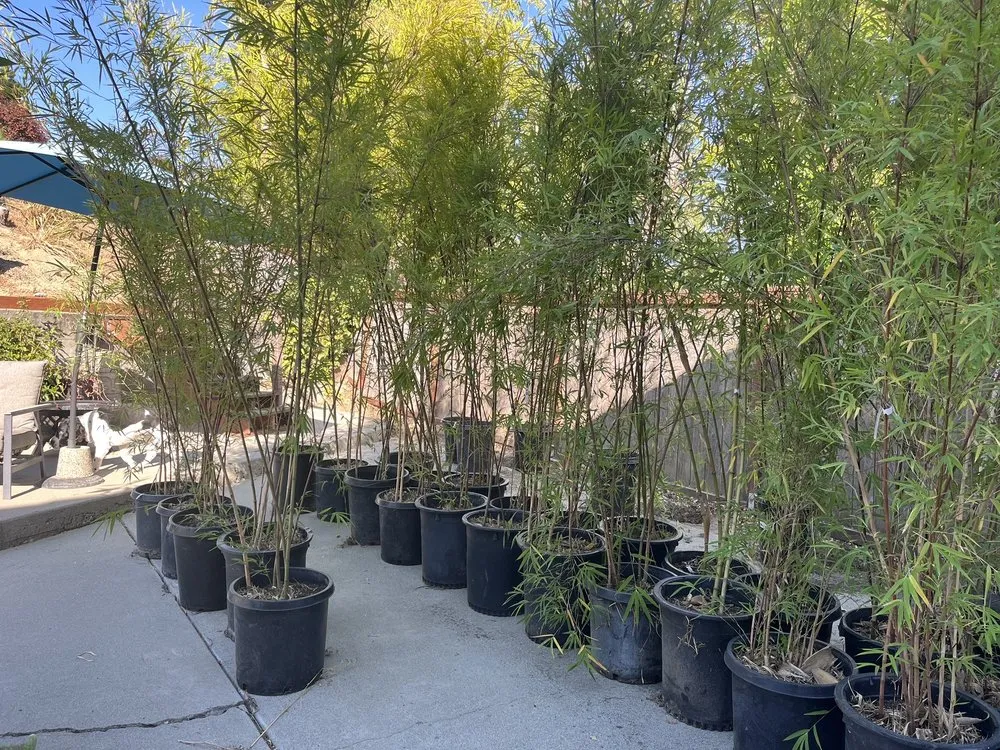 Professional landscape design experts serving Sebastopol, CA - Bamboo Sourcery Nursery & Gardens