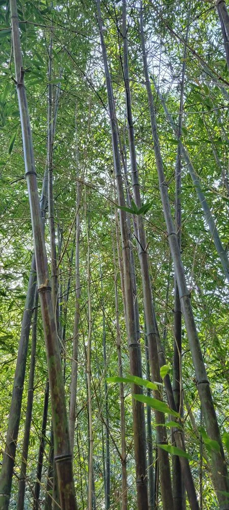 Reliable yard maintenance in Sebastopol, CA - Bamboo Sourcery Nursery & Gardens