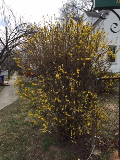 Local yard cleanup service experts serving Kensington, MD - BAM'S Landscaping