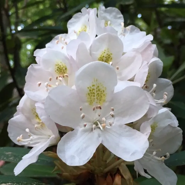 Top-rated residential landscaping for outdoor upgrades across Kensington, MD - BAM'S Landscaping