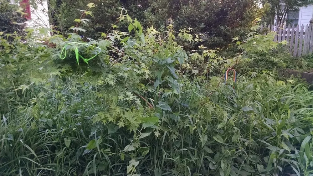 Reliable residential landscaping for outdoor upgrades across Kensington, MD - BAM'S Landscaping