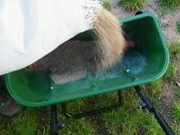 Top-rated yard maintenance for residential properties in Kensington, MD by BAM'S Landscaping