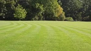 Trusted yard cleanup service for homes in Lafayette, LA by BAMS Lawn Service