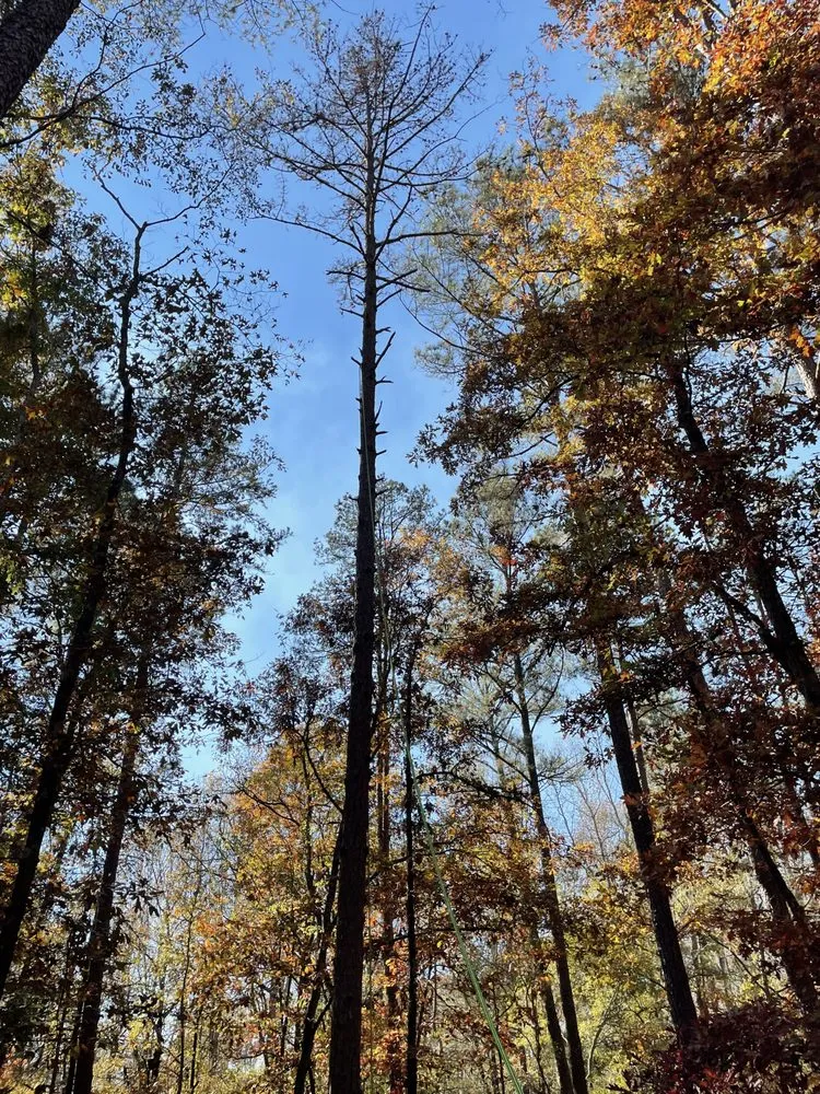 Local landscape design for outdoor upgrades across Jefferson, GA - Bam’s Tree Service