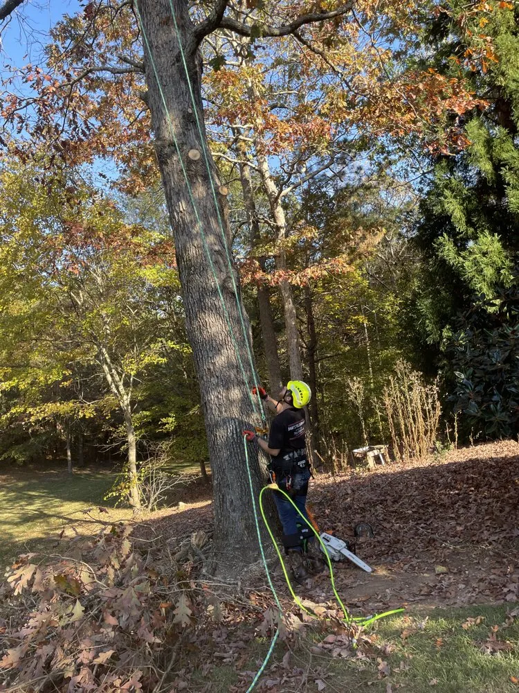 Top-rated landscape design with custom design across Jefferson, GA - Bam’s Tree Service