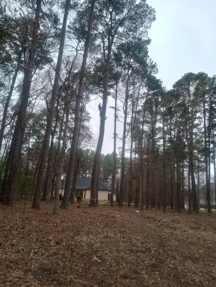 Custom yard cleanup service in Tyler, TX - Banda's Tree Service And Lawn Care