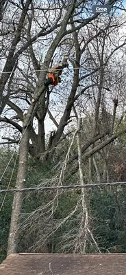 Banda's Tree Service And Lawn Care Logo