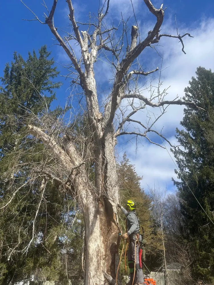 Trusted yard cleanup service for residential properties in Ferndale, NY by Banded Landscaping