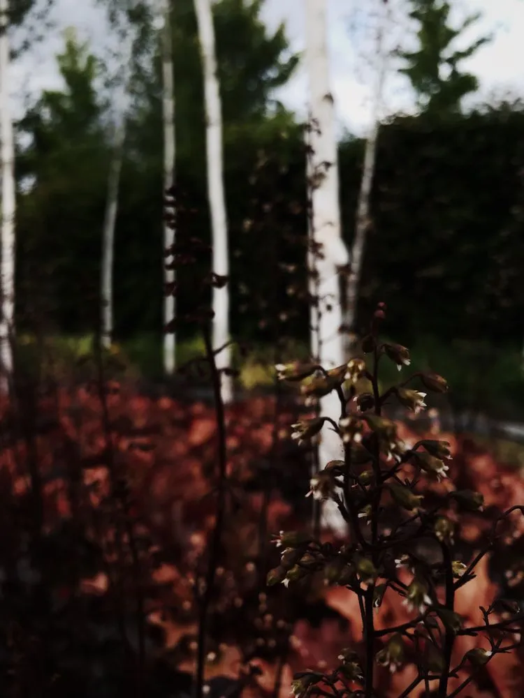 Local outdoor landscaping in Seattle, WA by Bandekar Landscapes