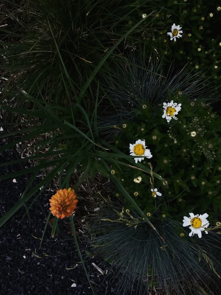 Reliable yard cleanup service for year-round maintenance in Seattle, WA by Bandekar Landscapes