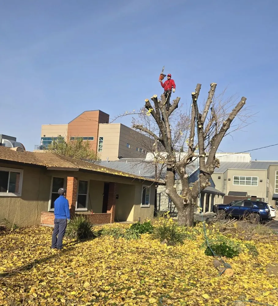 Local landscape design near you in Redding, CA by Banderas Lawn Maintenance