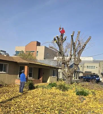 Banderas Lawn Maintenance Logo