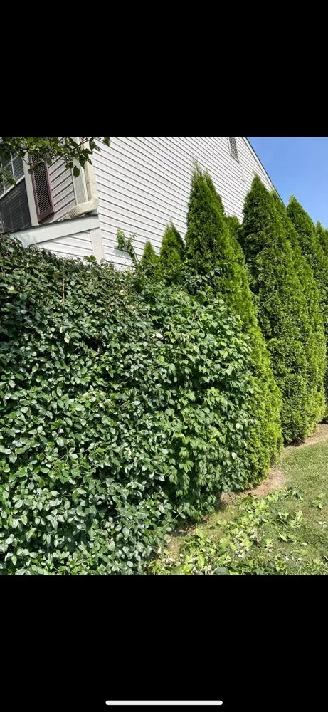 Reliable lawn mowing service in Avon, IN by Bandys Lawn Care