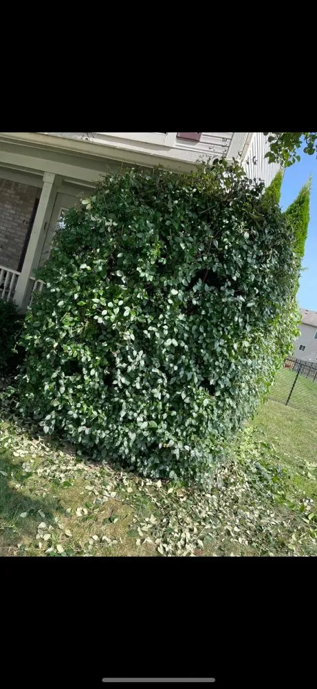 Trusted landscaping services in Avon, IN - Bandys Lawn Care