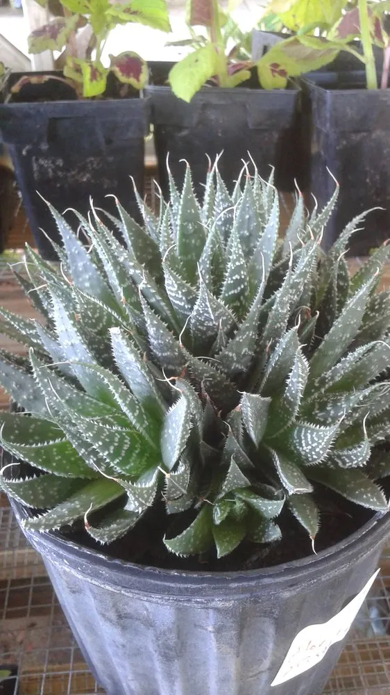 Expert lawn mowing service experts serving Pace, FL - Banfield's Landscaping and Lawn care