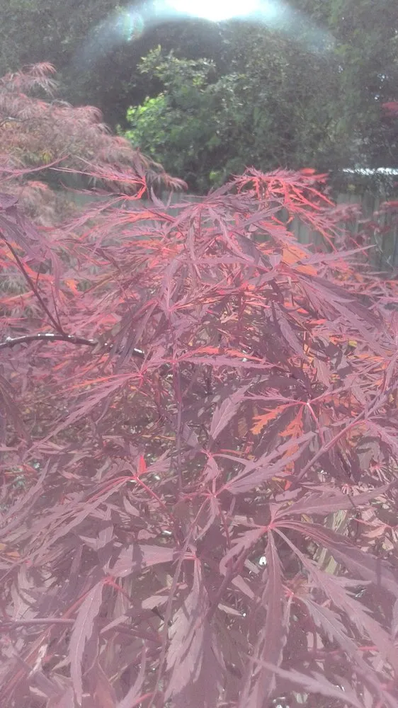 Local yard maintenance for year-round maintenance across Pace, FL - Banfield's Landscaping and Lawn care