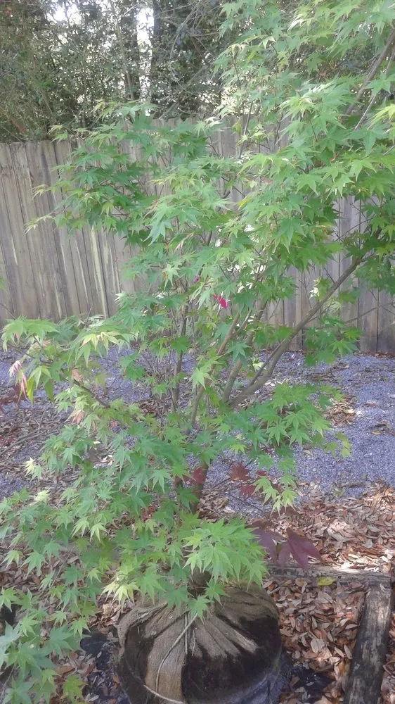 Local landscape installation experts serving Pace, FL - Banfield's Landscaping and Lawn care