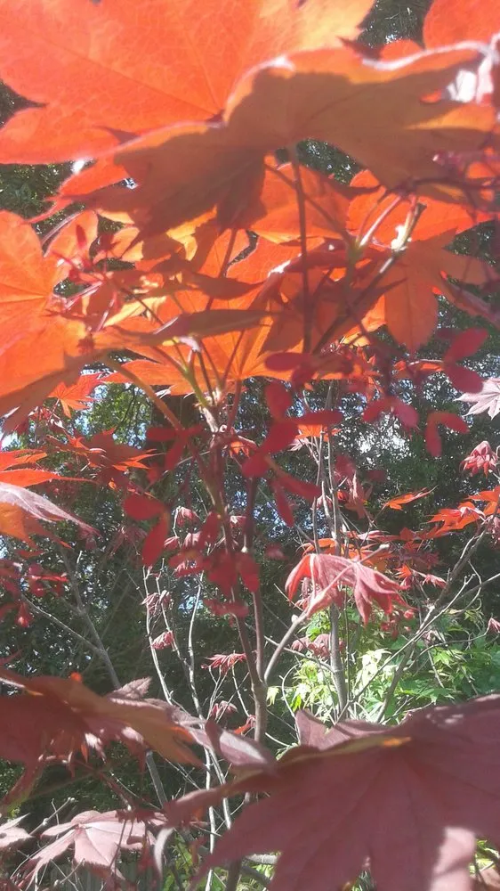 Professional lawn mowing service near you in Pace, FL by Banfield's Landscaping and Lawn care