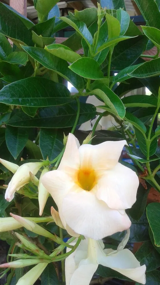 Top-rated lawn care service in Pace, FL by Banfield's Landscaping and Lawn care