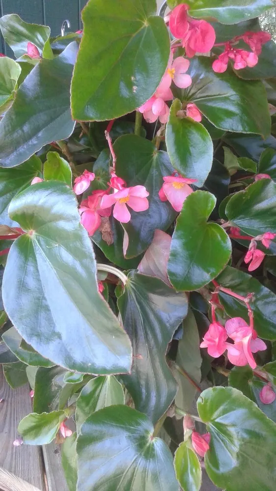 Custom landscape design experts serving Pace, FL - Banfield's Landscaping and Lawn care