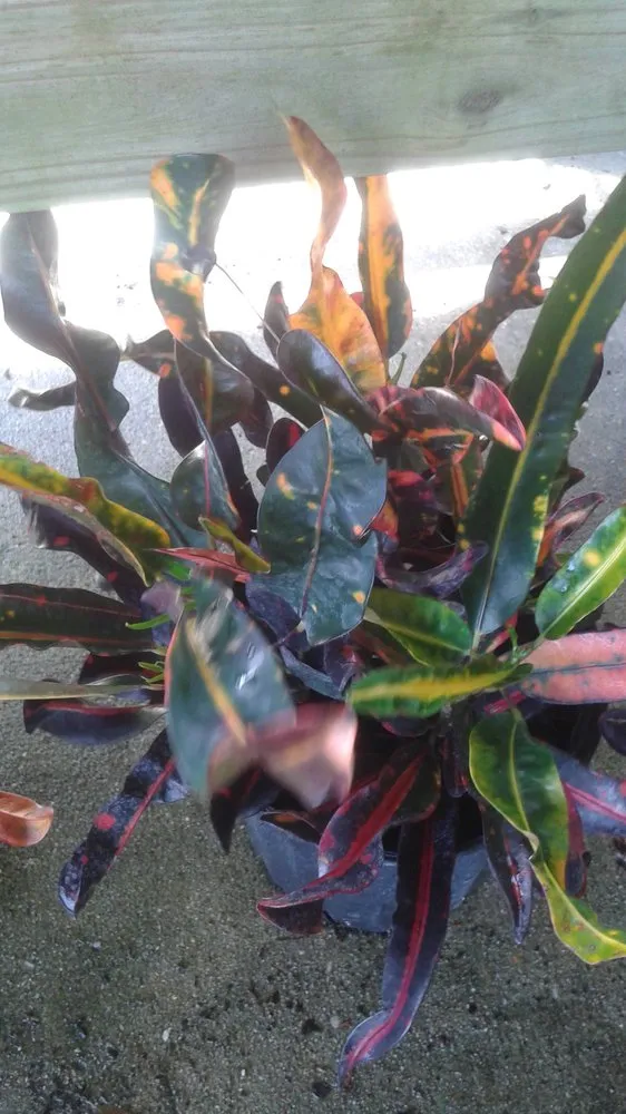 Trusted garden landscaping for homes in Pace, FL by Banfield's Landscaping and Lawn care