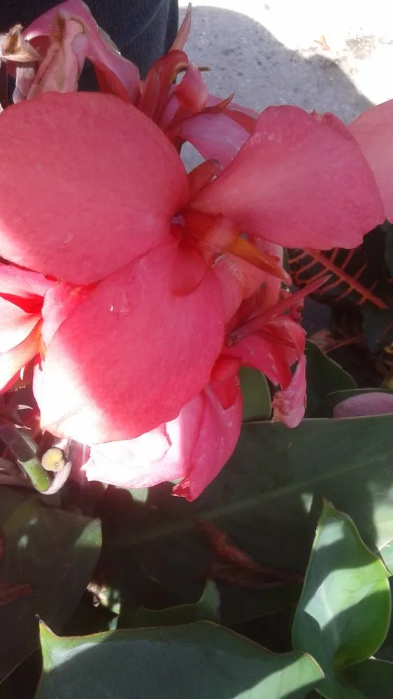 Affordable garden landscaping for outdoor upgrades across Pace, FL - Banfield's Landscaping and Lawn care