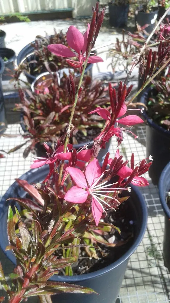 Local yard cleanup service in Pace, FL - Banfield's Landscaping and Lawn care