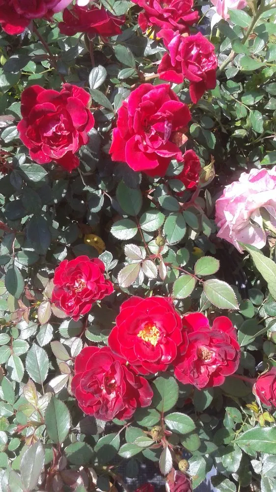 Top-rated yard maintenance in Pace, FL by Banfield's Landscaping and Lawn care