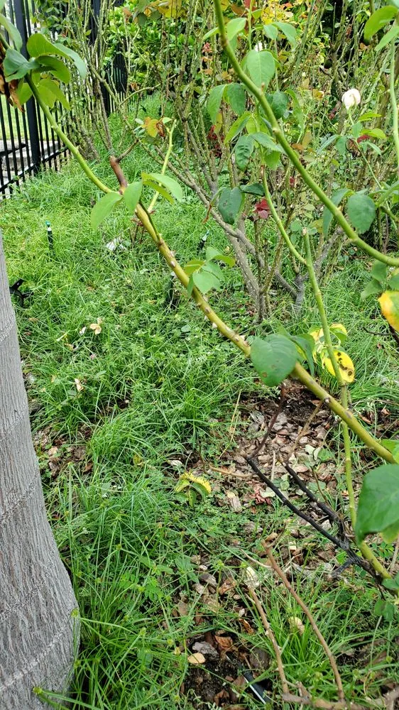 Affordable yard cleanup service in Wahneta, FL - Bankston’s Lawn Care